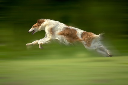 Milyen fajta kutya a leggyorsabb