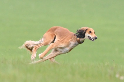 Milyen fajta kutya a leggyorsabb