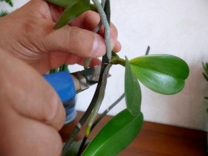 Mivel nincs probléma szaporodnak orchidea virág otthon