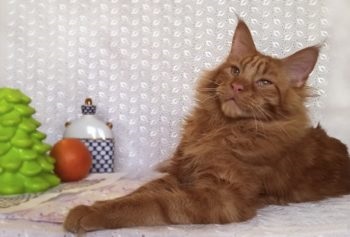 Melyek a vörös, fehér, fekete Maine Coon (fotó)