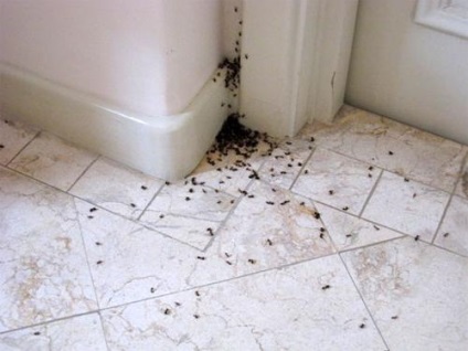 Hogyan lehet megszabadulni a hangyák a lakásban próbál különböző technikák