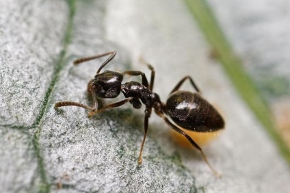 Hogyan lehet megszabadulni a hangyák a lakásban próbál különböző technikák