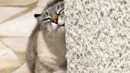 Hogyan lehet megszabadulni a népszerű és hatékony módja, hogy az illata macska vizelet