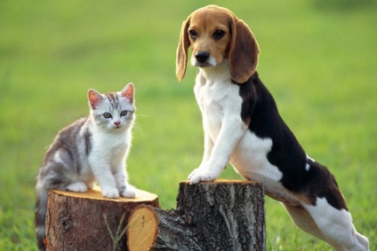 Macska és kutya (mint háziállat barátkozni)