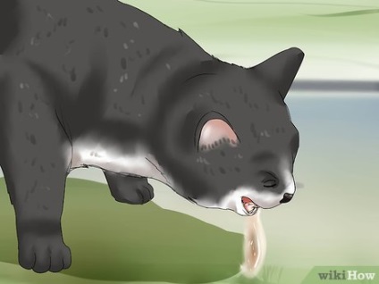 Hogyan kell kezelni a macska egy kígyómarás