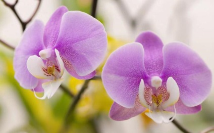 Hogyan lehet növelni a gyökerei orchideák a semmiből