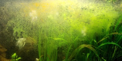 Hogyan, hogy tisztítsák meg a zöld akvárium plakk