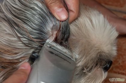 Hogyan borotválja a kutya