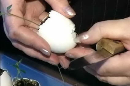 Hogyan kell használni a tojáshéjat a veteményeskert, pro100ogorod