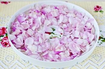 Hogyan száradni rózsaszirom - egy recept lépésről lépésre fotók