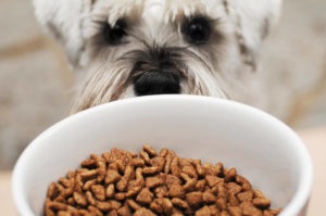 Hogyan válasszuk ki az ételt ivartalanított kutyák, amely lehetővé teszi az állat