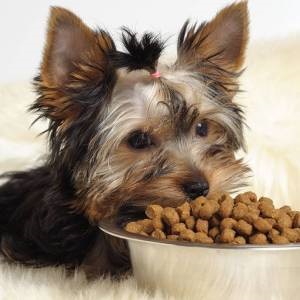 Hogyan válasszuk ki az ételt ivartalanított kutyák, amely lehetővé teszi az állat