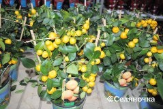 Як виростити мандарин з кісточки в домашніх умовах - Селяночка - портал для фермерів, сільське
