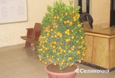 Як виростити мандарин з кісточки в домашніх умовах - Селяночка - портал для фермерів, сільське