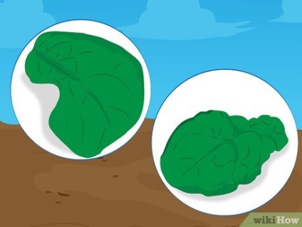Hogyan növekszik a spenót