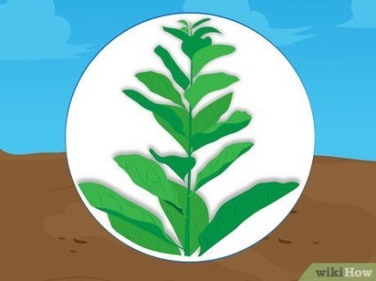 Hogyan növekszik a spenót