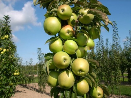 Oszlopos almafa fajták Szibériában, ültetés és gondozás