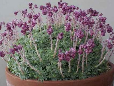 Hálószoba kőtörőfű növekvő magról otthon - Flowers Enciklopédia
