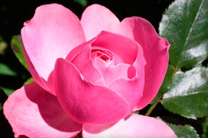 Cserepes rózsa érdekel otthon, módosítsa a vásárlás után, a betegségek és kártevők (név