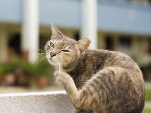 A macska karcos a sebek a nyakán, de nem bolha kezelés