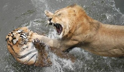 Ki nyeri az oroszlán vagy a tigris forrása a jó hangulat