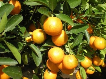 Kumquat hasznos tulajdonságok, mint a táplálkozás, termesztés és karbantartás