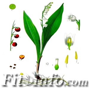 Gyöngyvirág - a recepteket és használatának szabályait gyógynövények