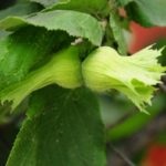 Gyakori mogyoró (mogyoró) ültetés és gondozás, a fajták leírására, szaporítás (vágás) Gyakori mogyoró (mogyoró) ültetés és gondozás, a fajták leírására, tenyésztés