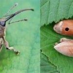 Gyakori mogyoró (mogyoró) ültetés és gondozás, a fajták leírására, tenyésztés (Szibéria) Gyakori mogyoró (mogyoró) ültetés és gondozás, a fajták leírására, tenyésztés