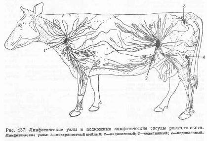 Nyirokcsomók és a gyökerei a szarvasmarha - szól az állattenyésztés