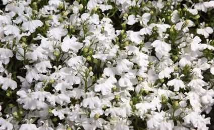 Lobelia fajok és fajták szokatlan virágok (leírás és fotó) (cv) Lobelia fajok és fajták szokatlan virágok (leírás és fotók)