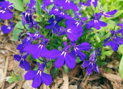 Lobelia fajok és fajták szokatlan virágok (leírás és fotó) (cv) Lobelia fajok és fajták szokatlan virágok (leírás és fotók)