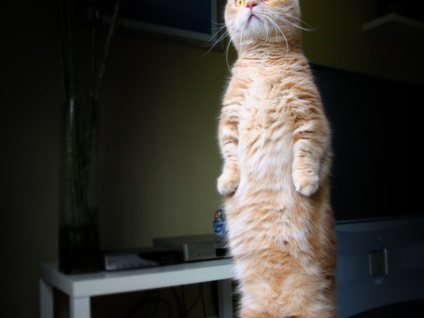 Munchkin szokatlan fajta macskák rövid lábak