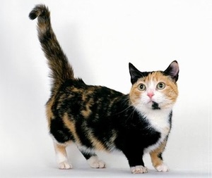 Munchkin szokatlan fajta macskák rövid lábak