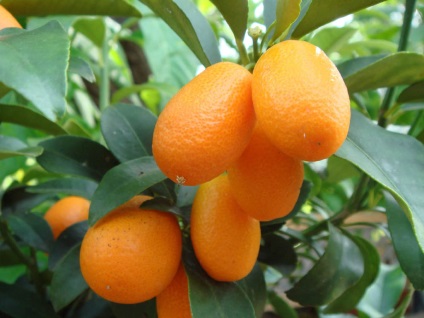 Mandarin - a fő gyümölcs Abházia