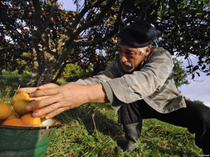 Mandarin - a fő gyümölcs Abházia