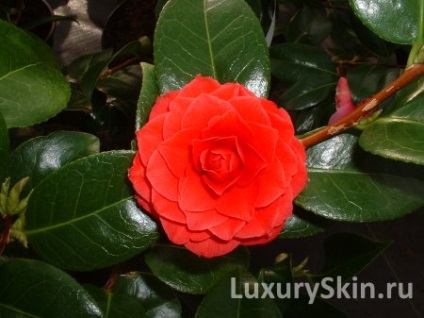 Camellia olaj, előnyös tulajdonságai, felhasználása az arc és a haj kamélia olaj