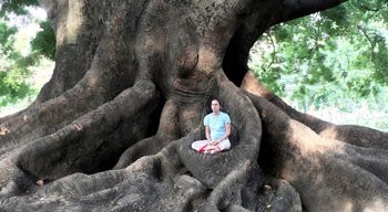 медитація дерево