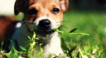 Думка ветеринарів, чому собака їсть траву, яку траву можна давати вихованцям