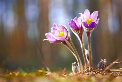Évelő virágok az alpesi csúszda - fotó és videó