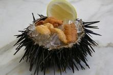 A tengeri sünök (flóra és fauna) tengerisünök