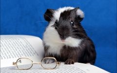 A tengerimalacok játékok, hogyan kell szórakoztatni egy tengerimalac, a testmozgás, az élelmiszer-osztás (mumpsz) A tengerimalacok játékok, hogyan kell szórakoztatni egy tengerimalac, a testmozgás, az élelmiszer-megosztás,