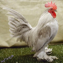 Lábú Bantam (csizmás Bantam) - katalógus oldal