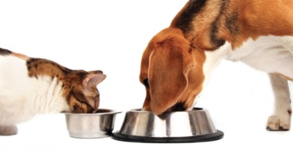 Lehetséges, hogy táplálja a kutya macskaeledel hatásai