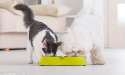 Lehetséges, hogy táplálja a kutya macskaeledel hatásai