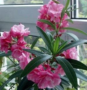 Oleander nem virágzik (Leander) Oleander nem virágzik