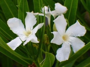 Oleander otthoni gondozás (öntözés, ojtás, szaporítás, kártevők és betegségek)