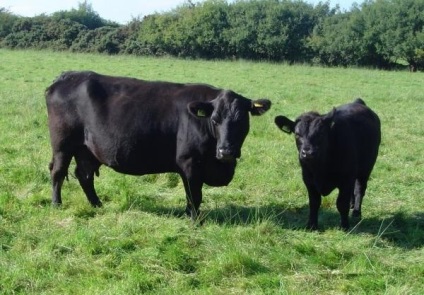 Leírása a tehenek a hús- és fotó Kalmyk, Charolais és egyéb