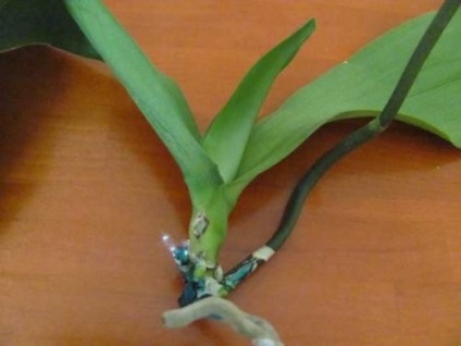 Orchid Phalaenopsis gyökér nélkül, újraélesztés és kapacitása a gyökérzet