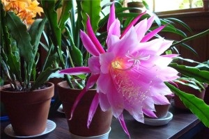 Jellemzők ellátás kaktusz Epiphyllum otthon transzplantáció, reprodukció és képek